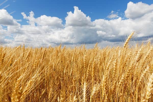 A field of wheat ready to be harvested.