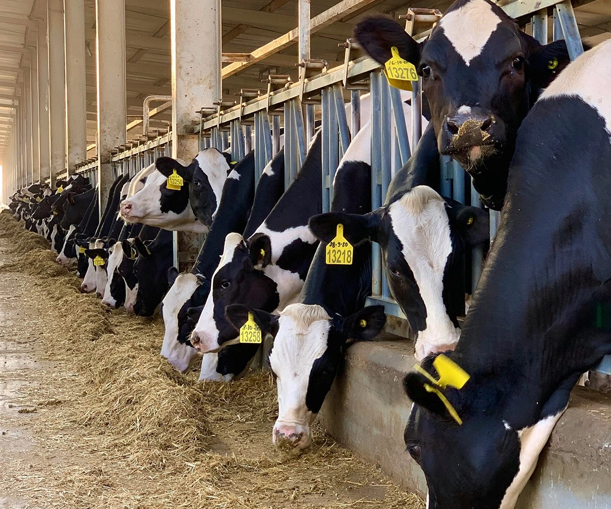 Comfort zone barn in the UAE - suvrajit-s-slDCGrK8LOM-unsplash