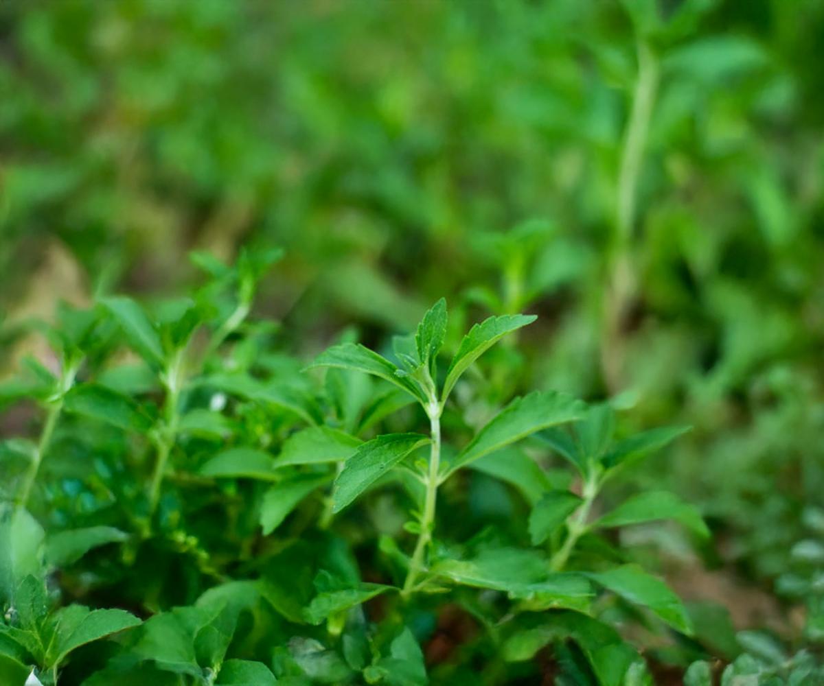 Stevia rebaudiana plant