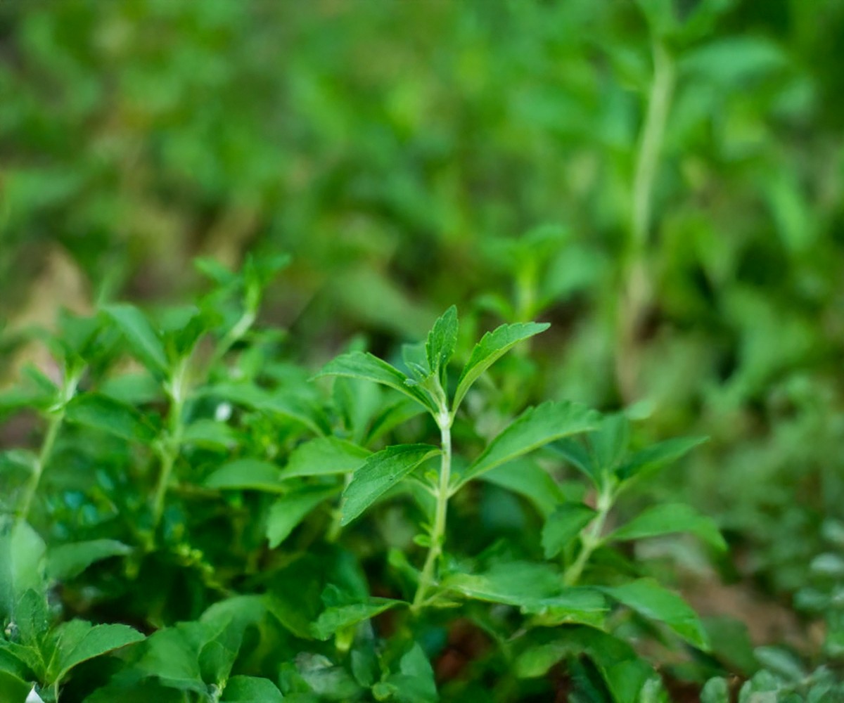 Stevia rebaudiana plant