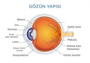 İnsan Gözünün Yapısı