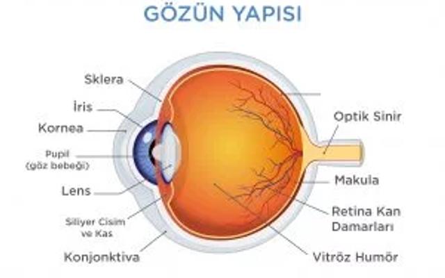 İnsan Gözünün Yapısı