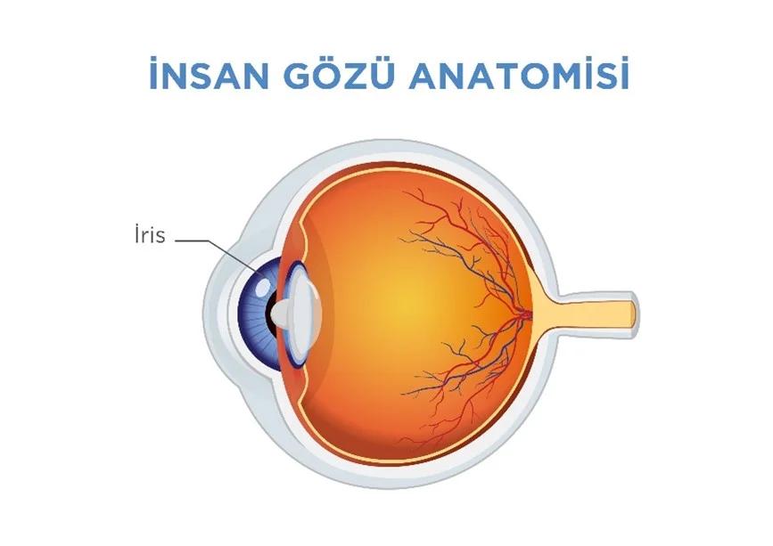 İritis | Nedenleri ve Tedavisi