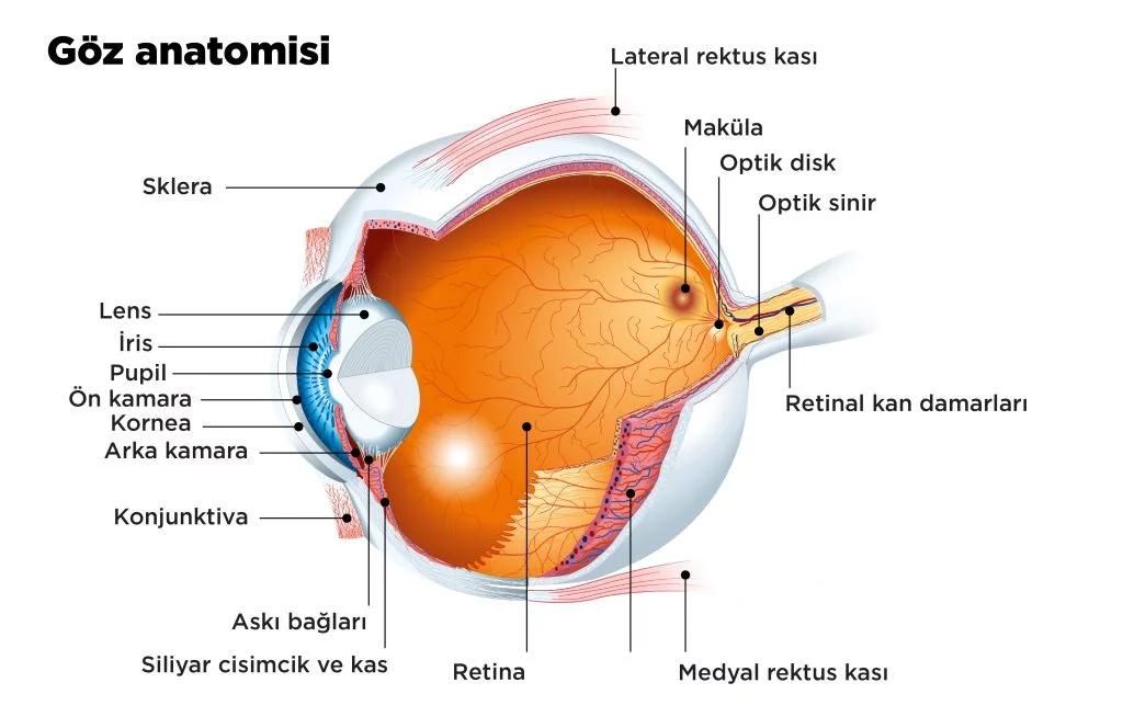 Retina Dekolmanı