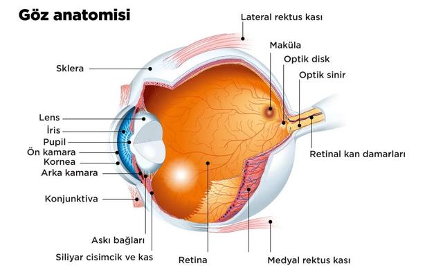Retina Dekolmanı