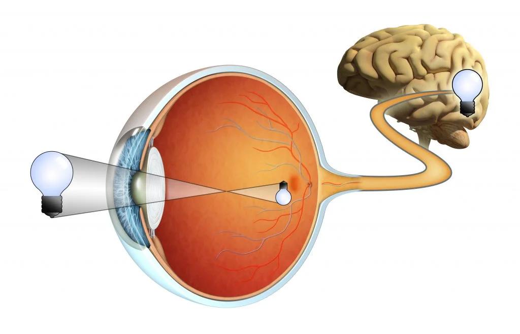 Retina Sağlığı için Beslenme