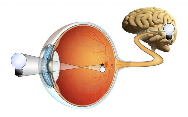 Retina Sağlığı için Beslenme