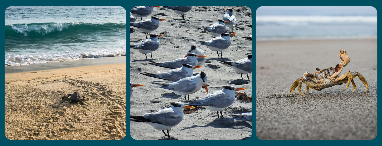a trio of coastal wildlife marine turtle terns and crab