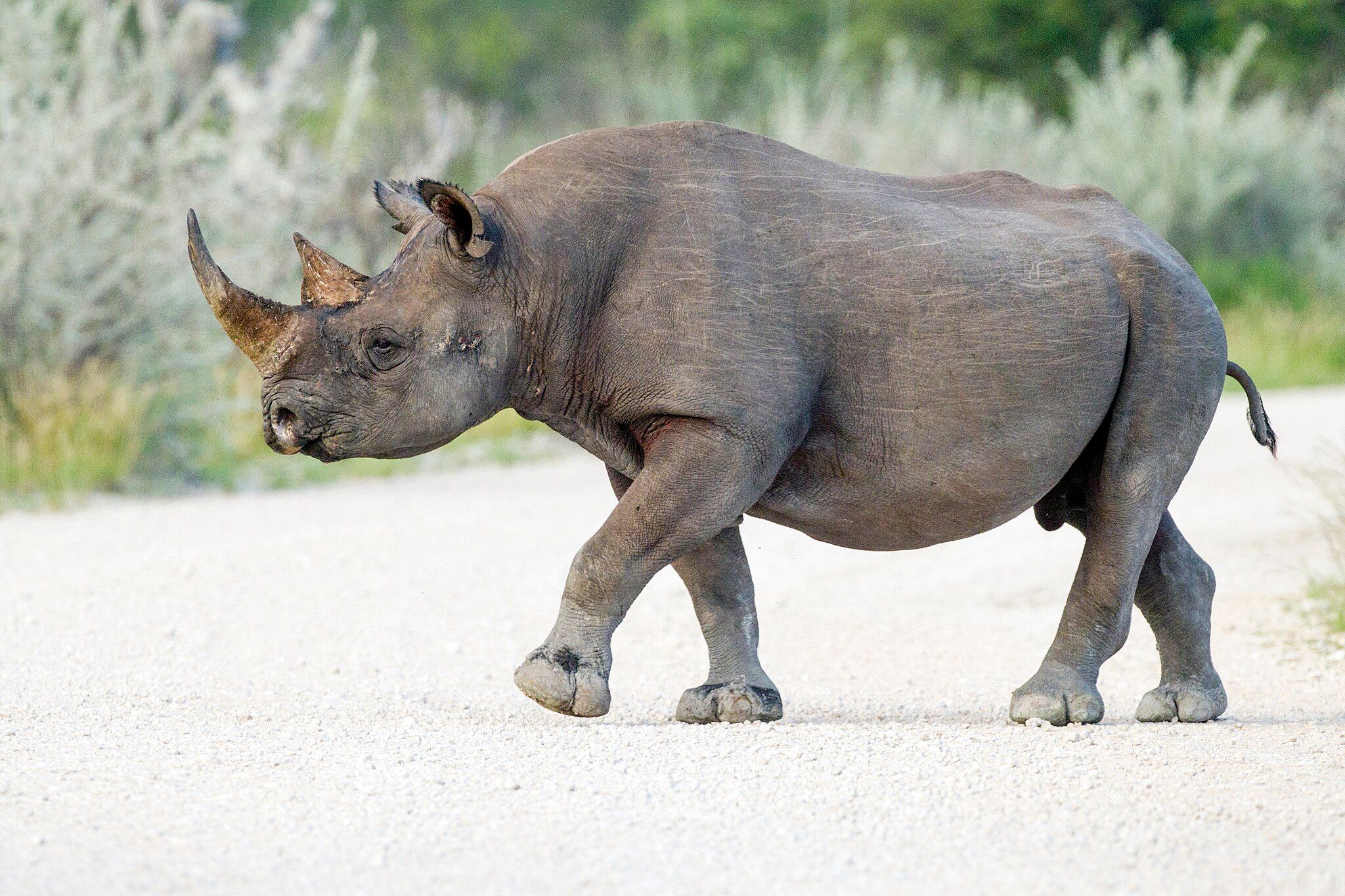 Black rhino
