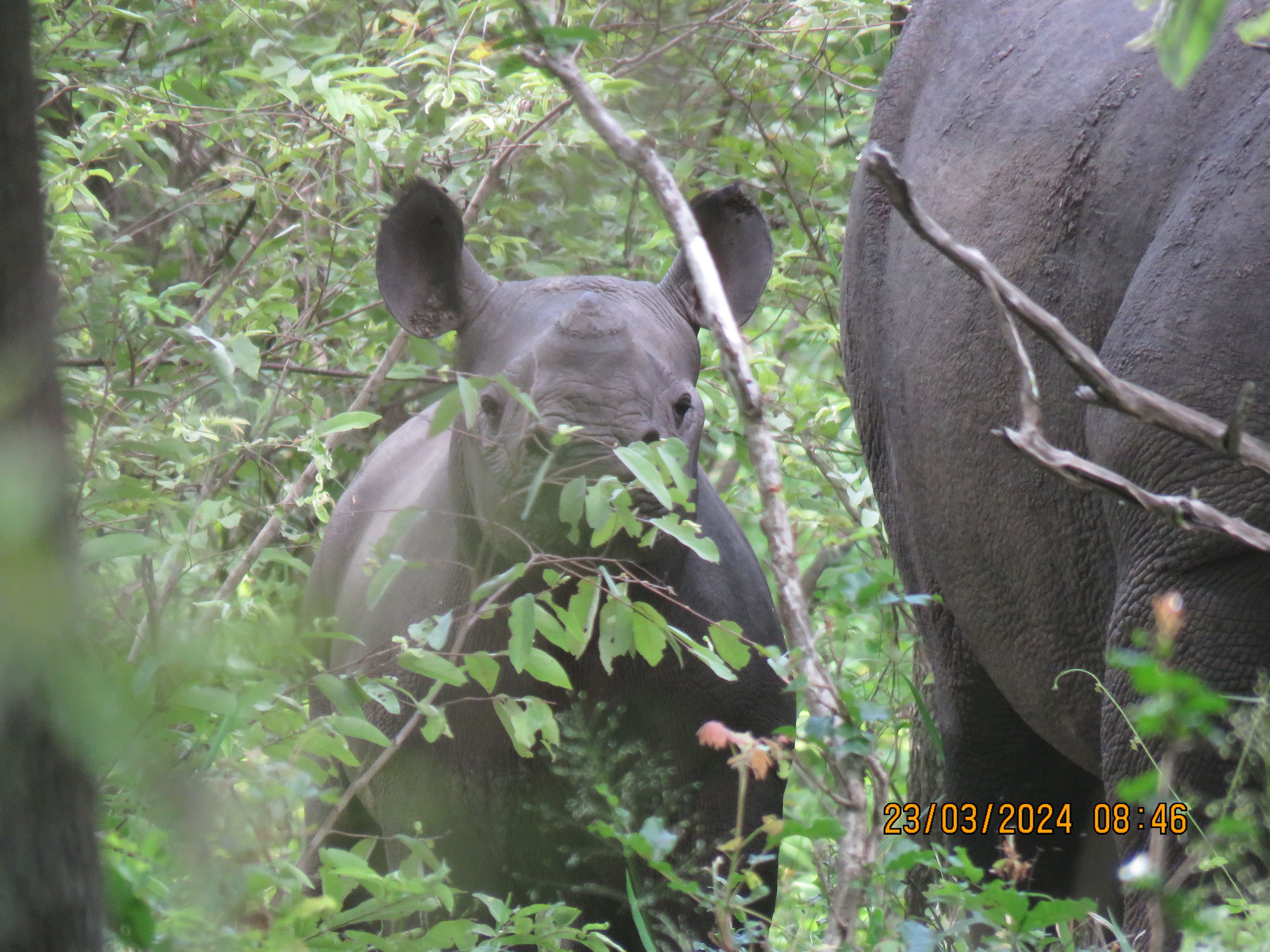 rhino calf in the wild in Malawi