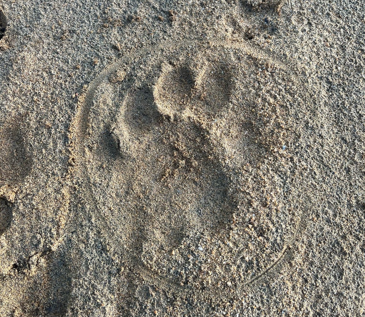 big cat lion footprint in the dirt in Majete Wildlife Reserve Malawi