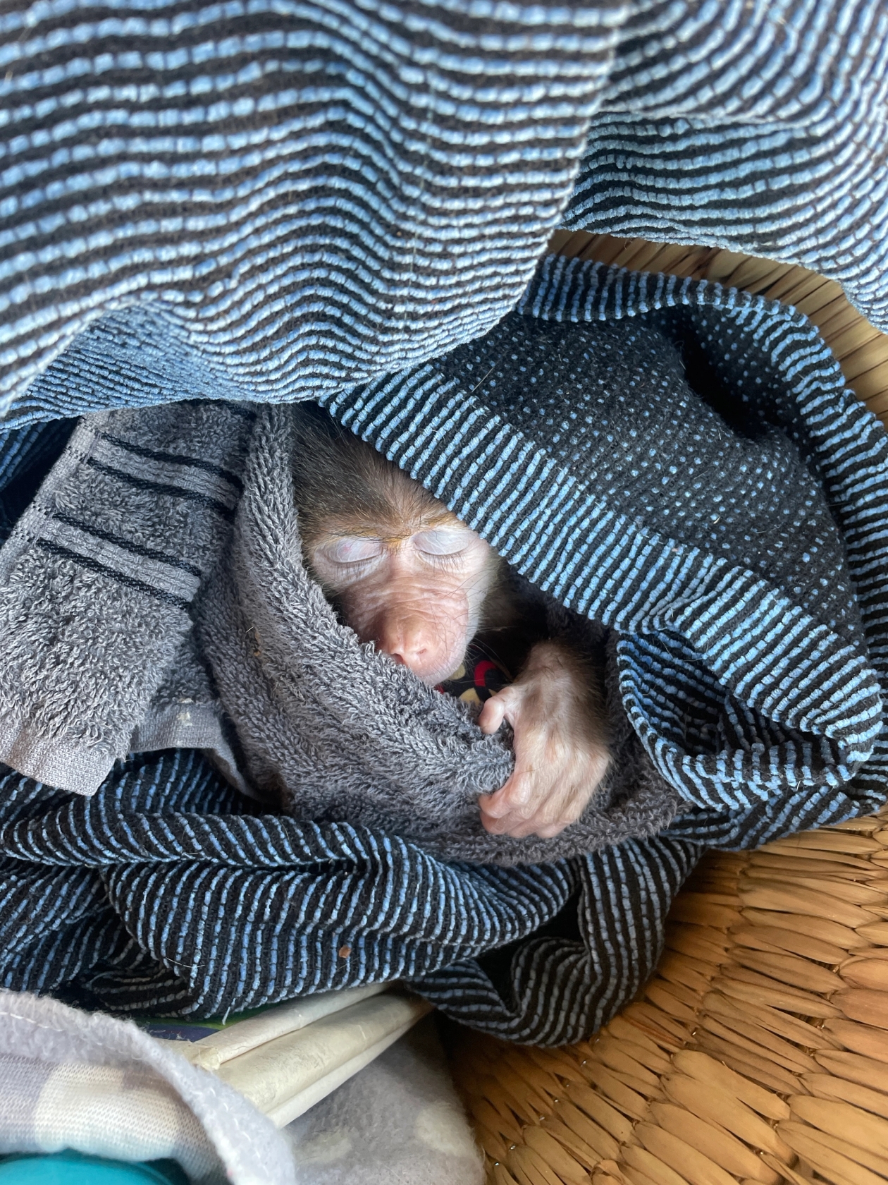 Bobo wrapped in a towel, asleep