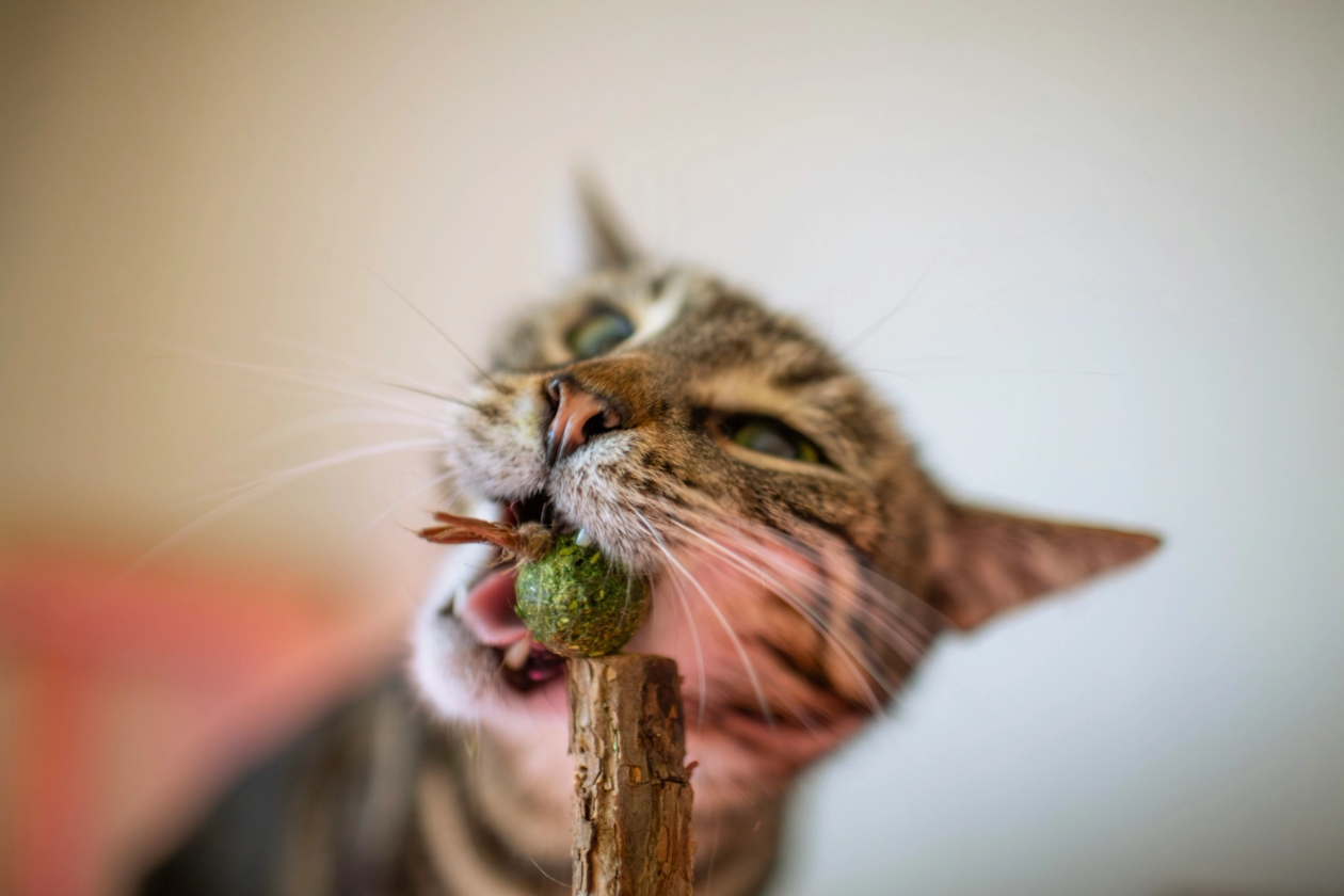Why Does My Cat Do That? 7 Curious Cat Behaviours Explained