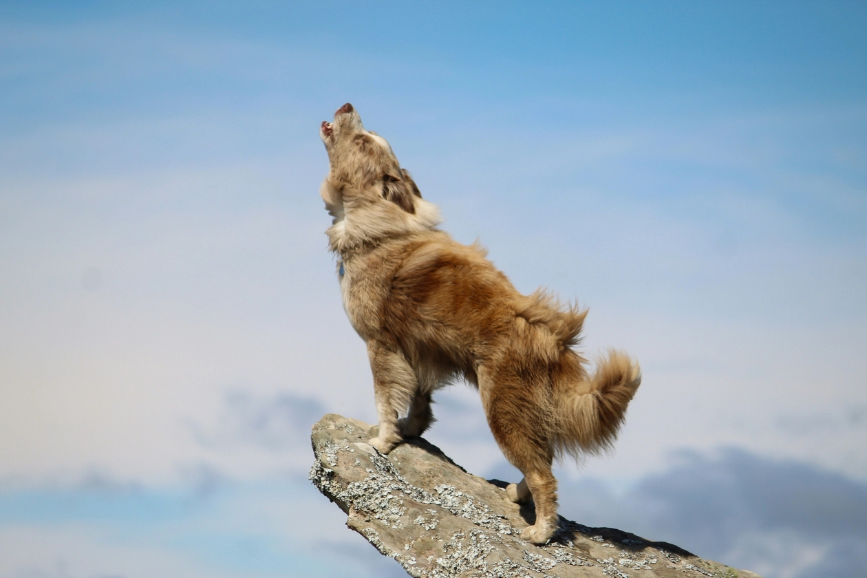 Dog howling outside