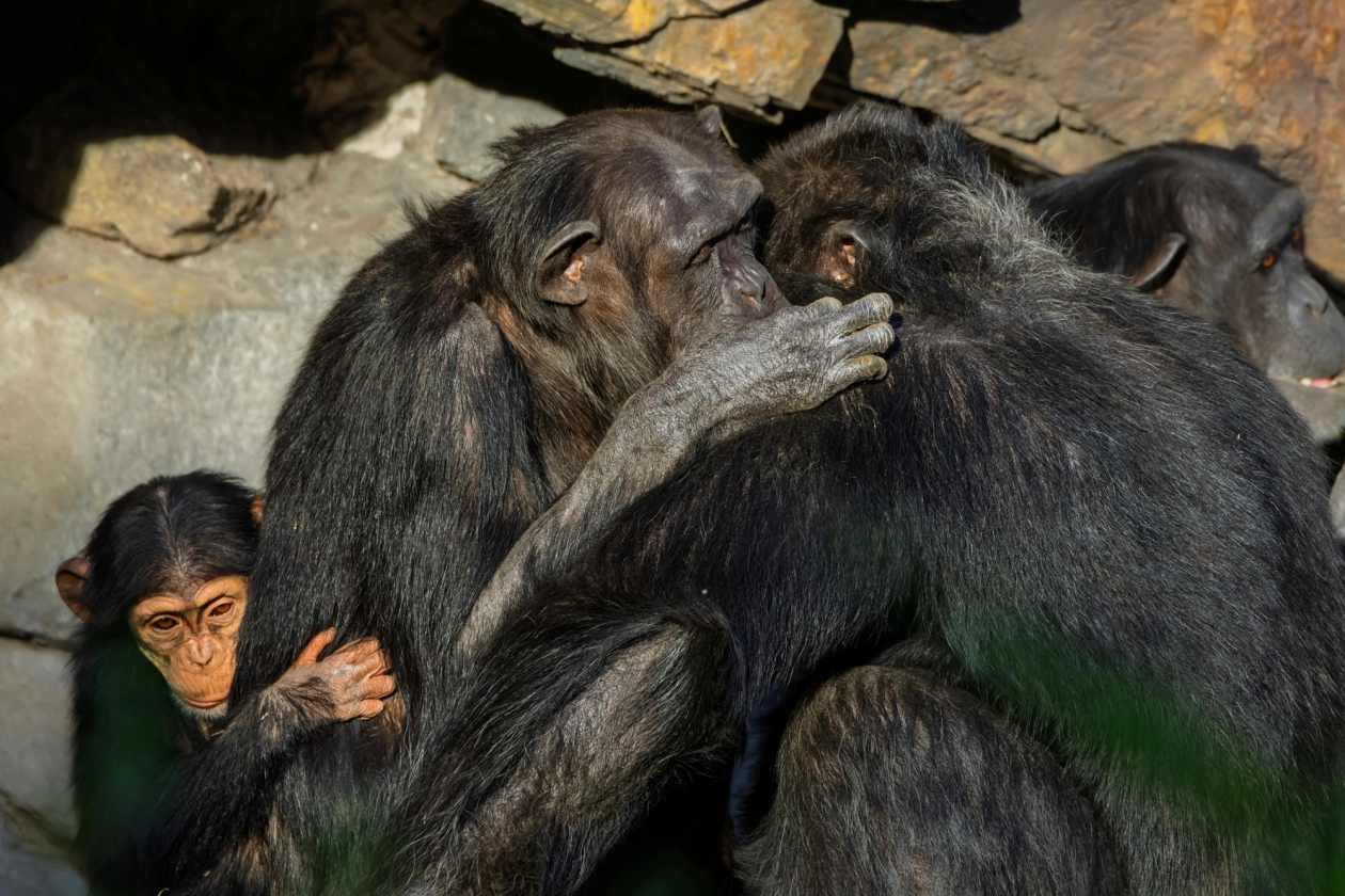 Chimps hugging and embracing