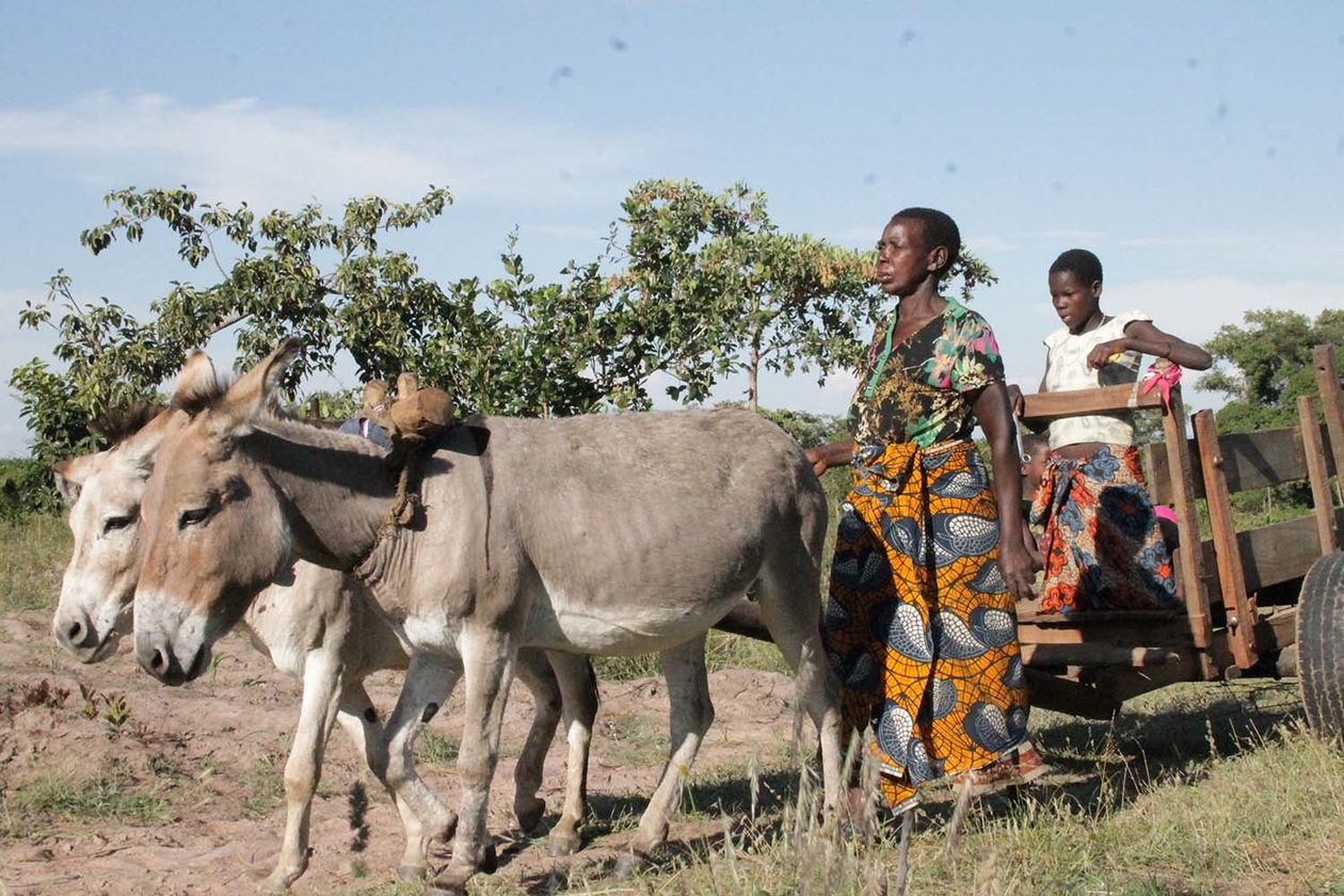 Donkeys pulling a cart in Tanzania
