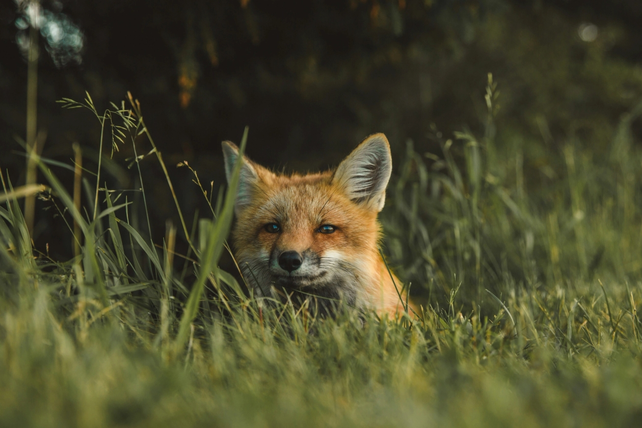 Fox in a field