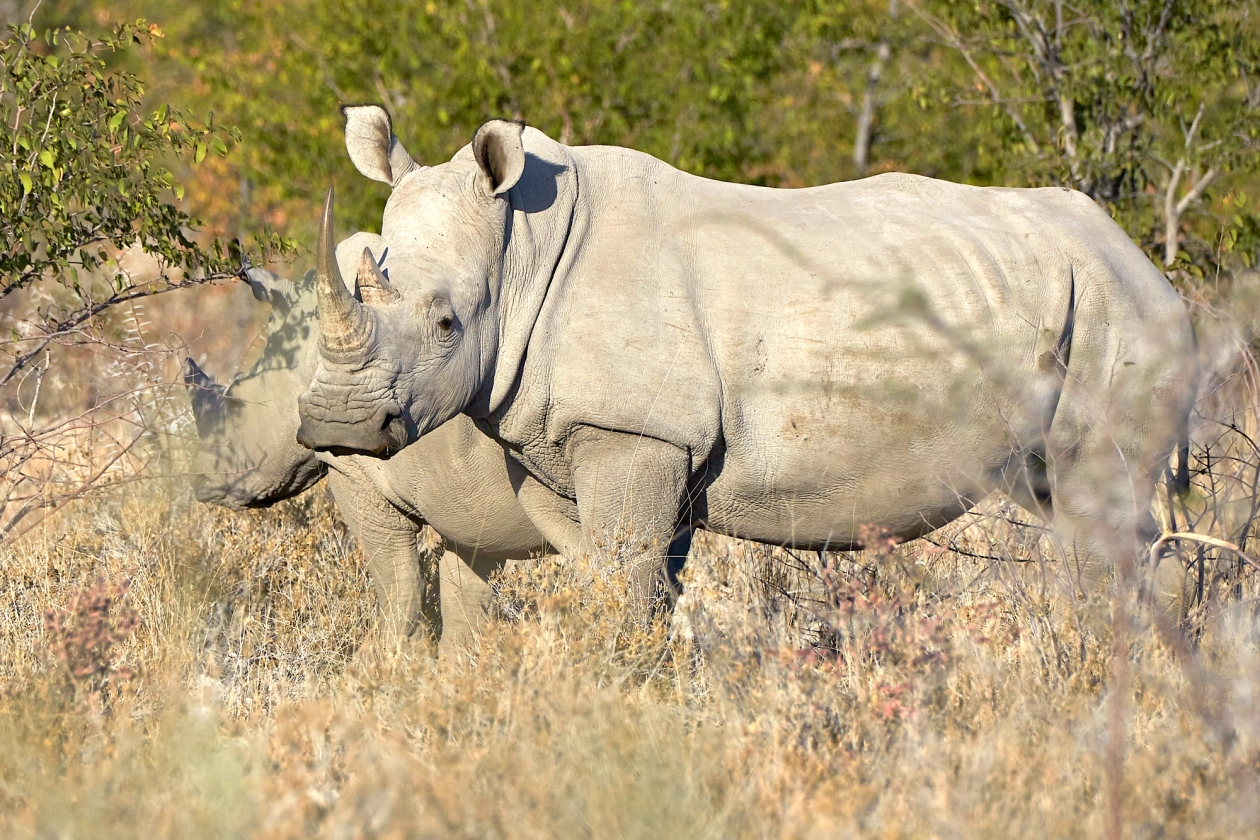 white rhino