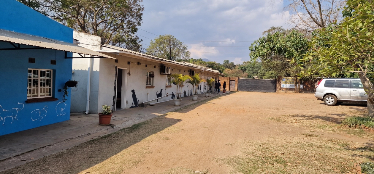 A one-story veterinary clinic in Blantyre, Malawi with dogs and cats painted on the walls