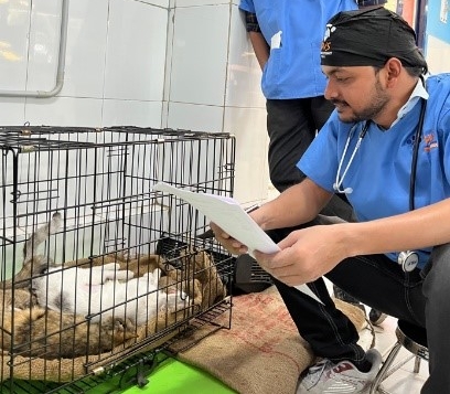 Two vets looking at a cat in a crate while he rests after his treatment