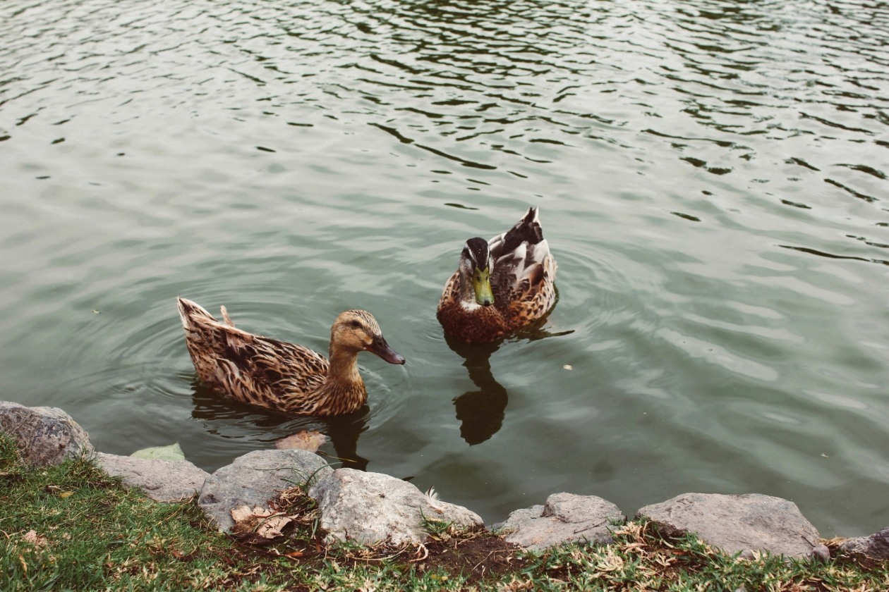 A male and female duck on water