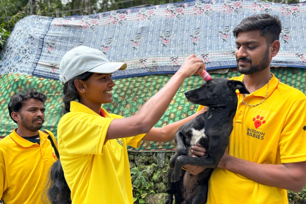 Three people wearing Mission Rabies shirts marking a black dog they've just vaccinated with paint