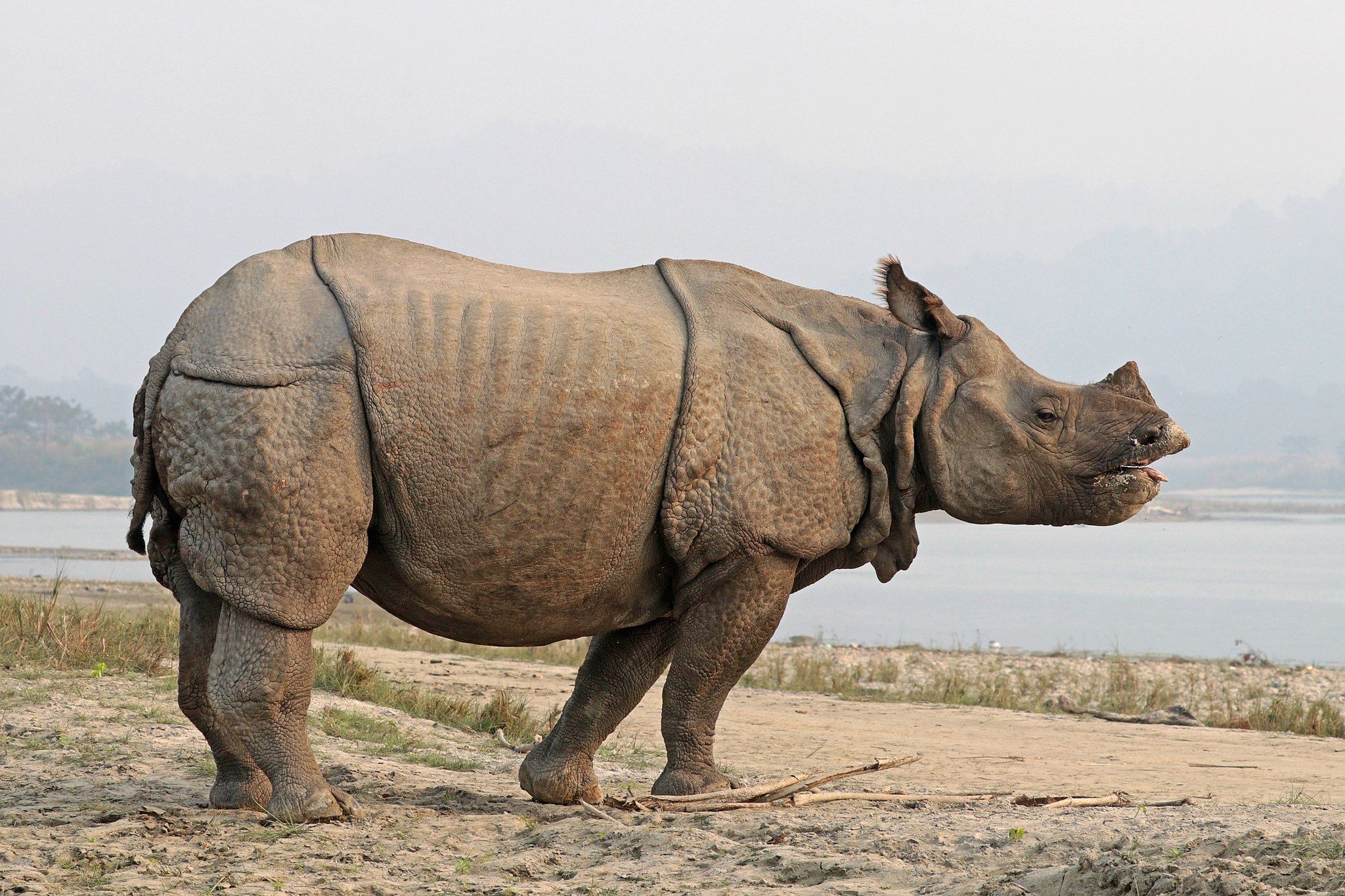 Indian rhino