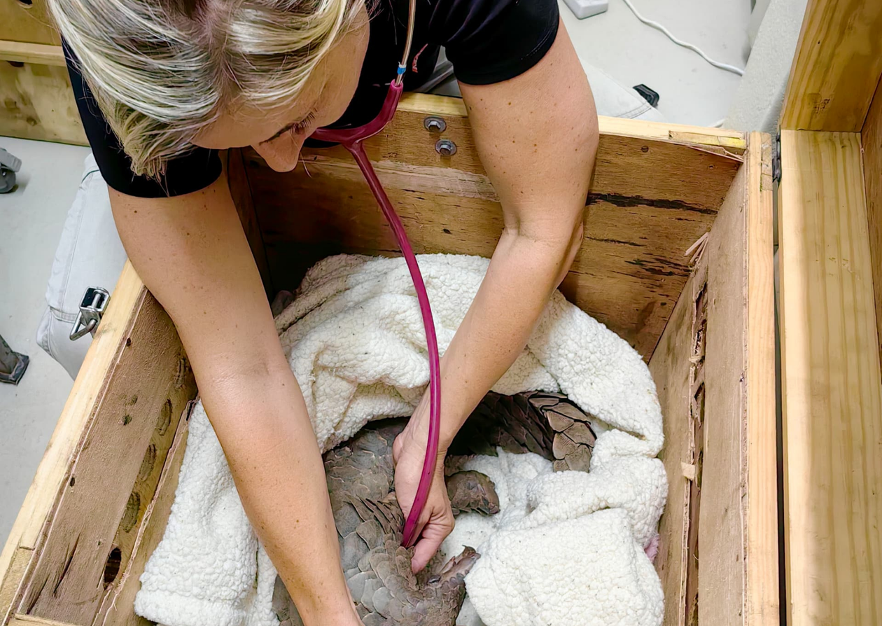 A women, a veterinarian, with a stethoscope looking after a pangolin.