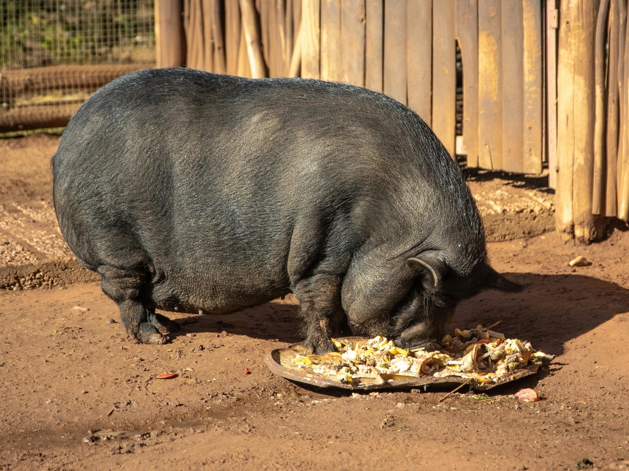 pig eating
