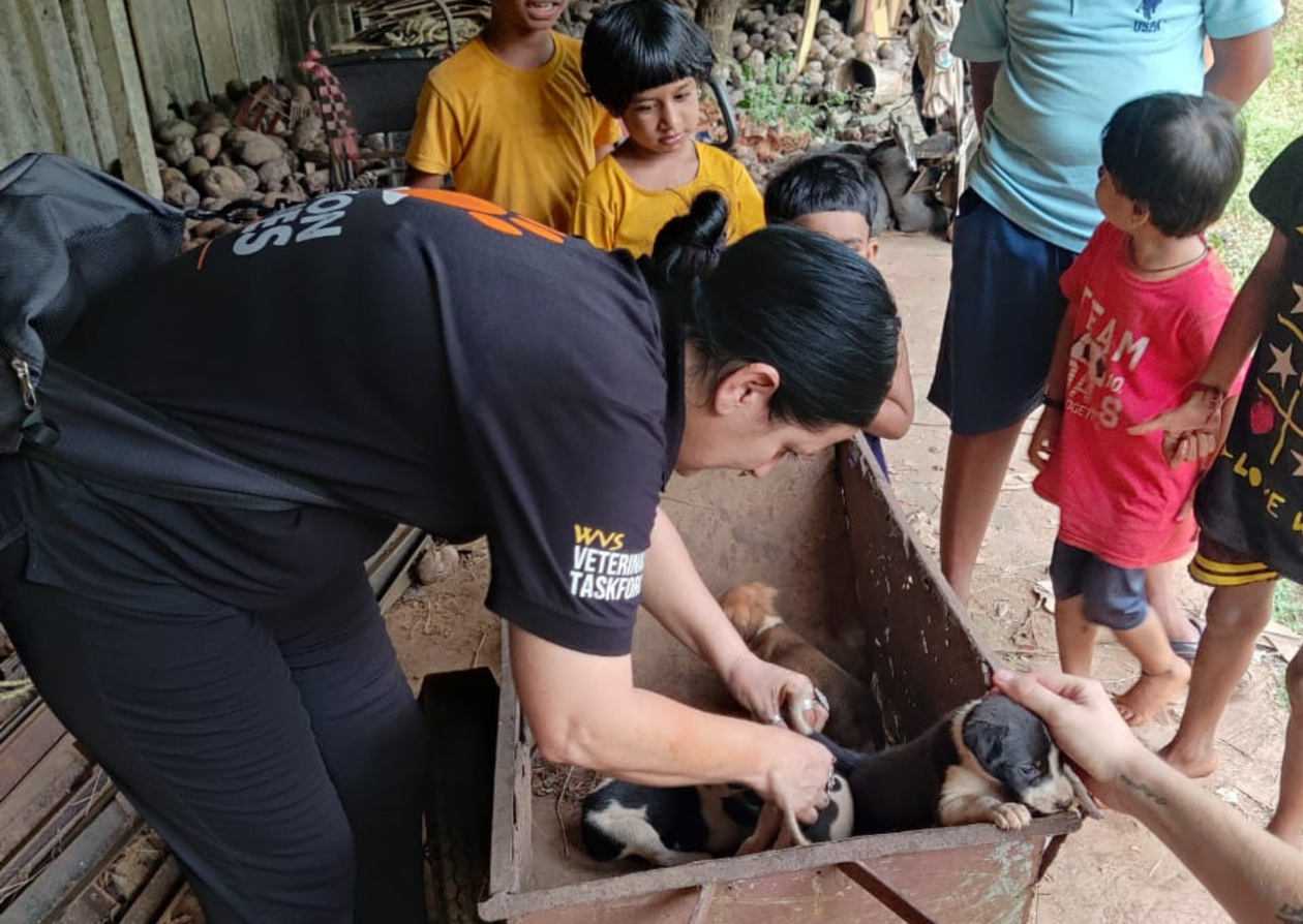 A women, veterinary nurse, vaccinating puppies in India.
