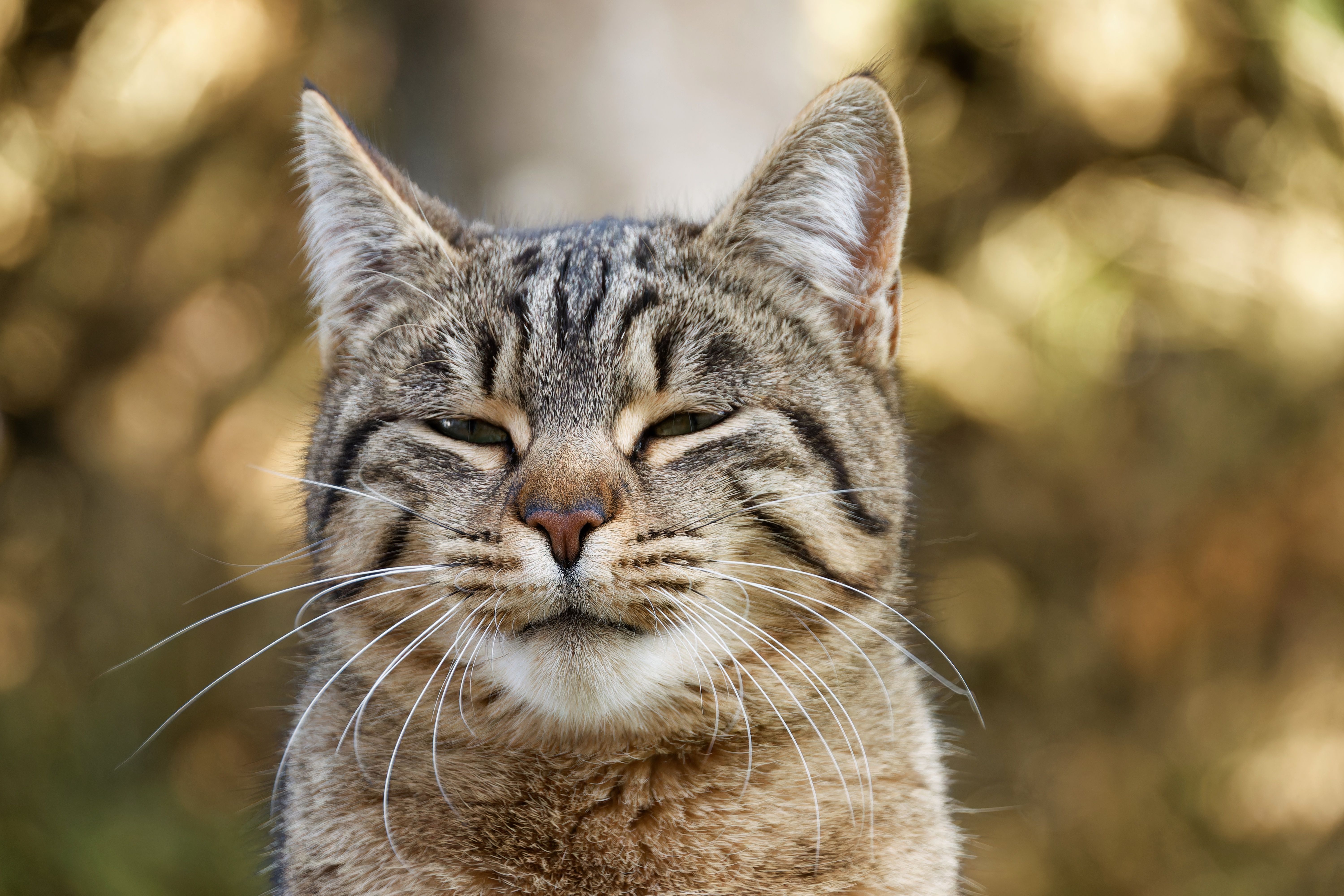 tabby cat closing eyes outside
