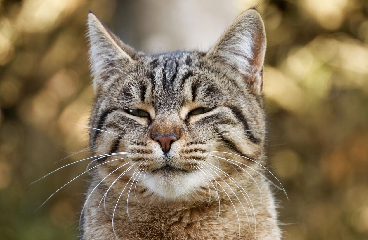 tabby cat closing eyes outside