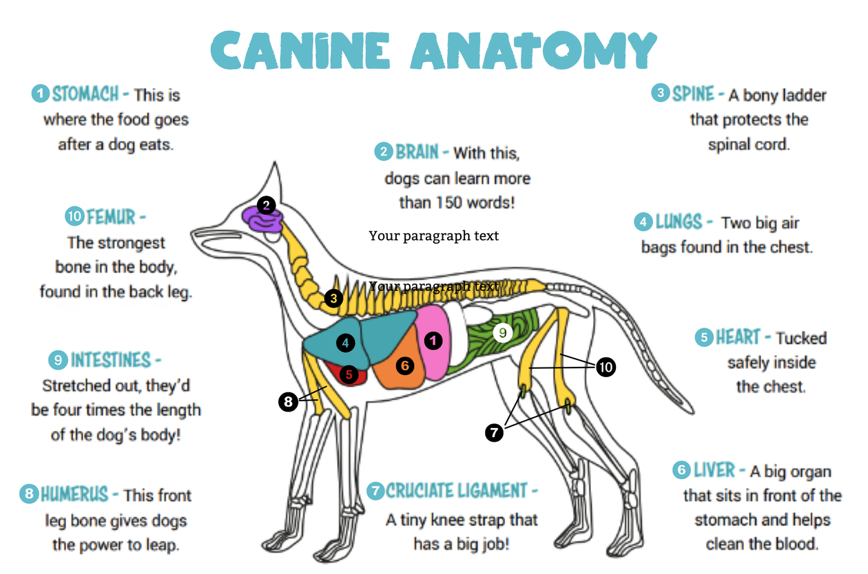 A diagram of canine anatomy