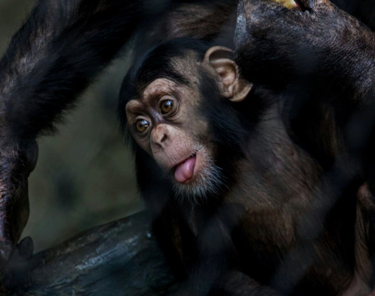 Baby chimp sticking out tongue