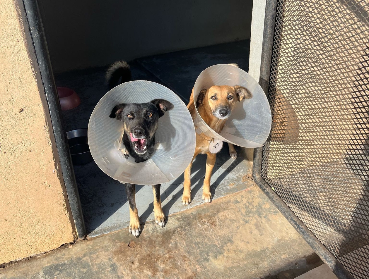 dogs in cones