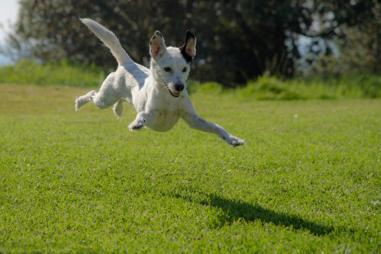 Dog jumping in the air