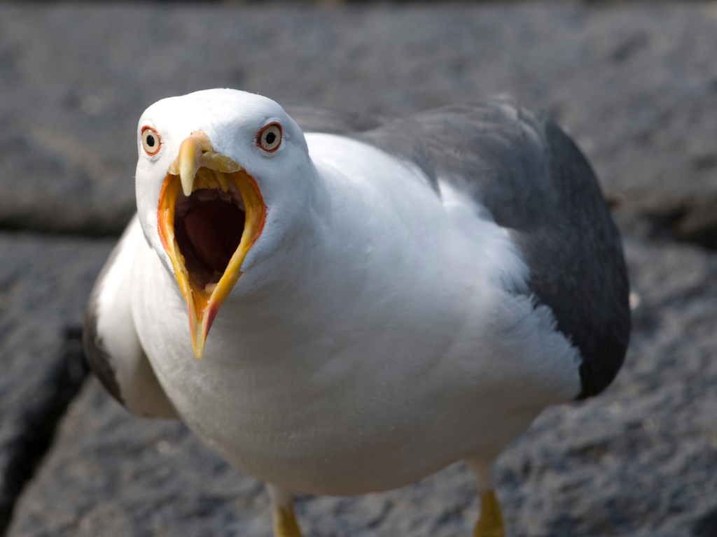 a gull with its beak open