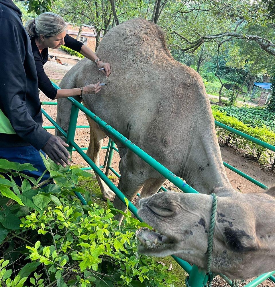 Camel receiving treatment in Malawi