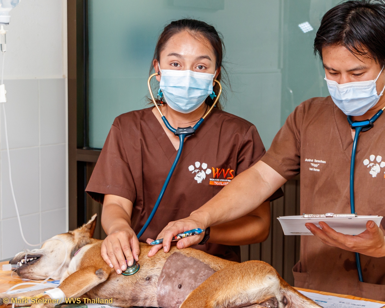 A Thai vet nurse listening to a dog's heartbeat in surgery
