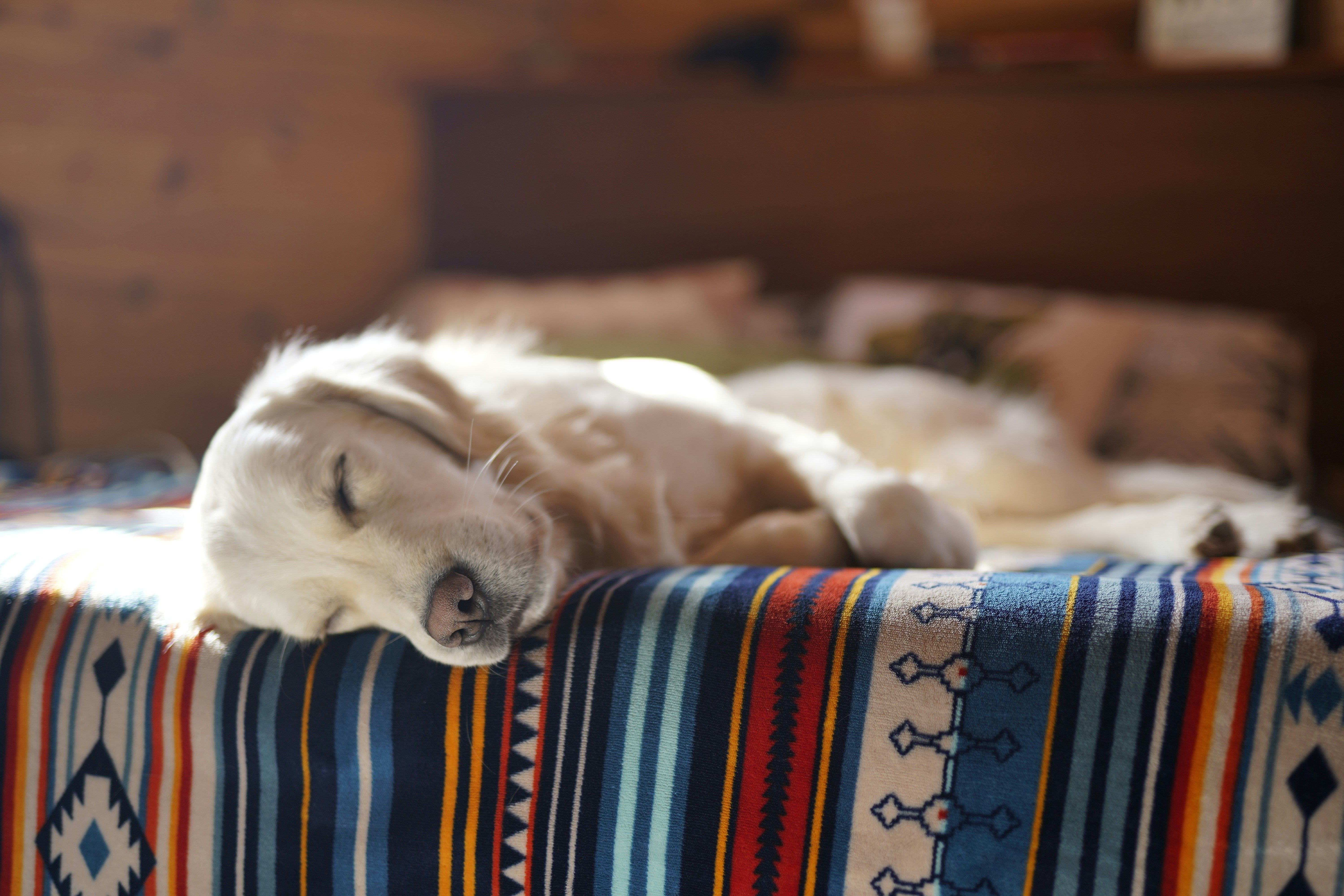 golden retriever asleep on a bed