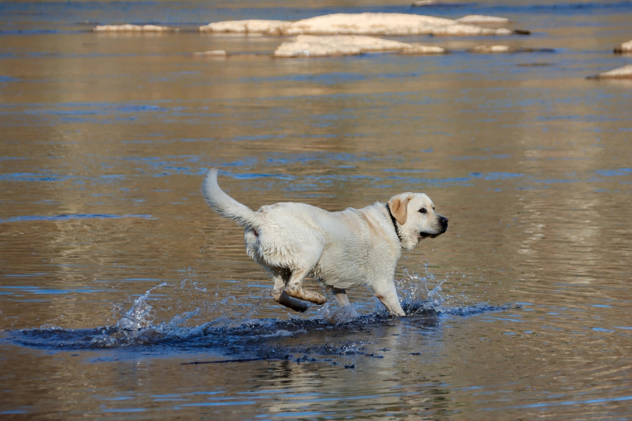 Dog kicking up back legs in some shallow water