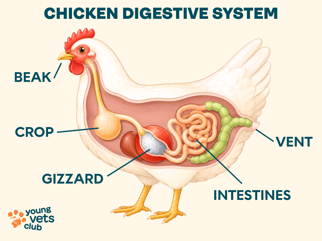 chicken digestive organs anatomy