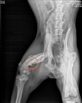 x-ray of a dog showing a healed injury in his hind leg