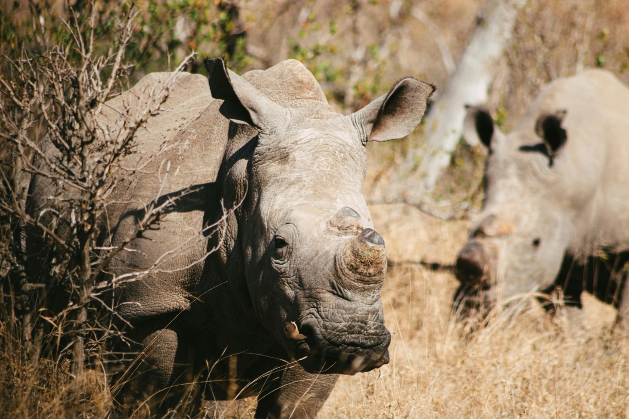 Rhino Radar Dogs: Sniffing Out Hope for Endangered Giants