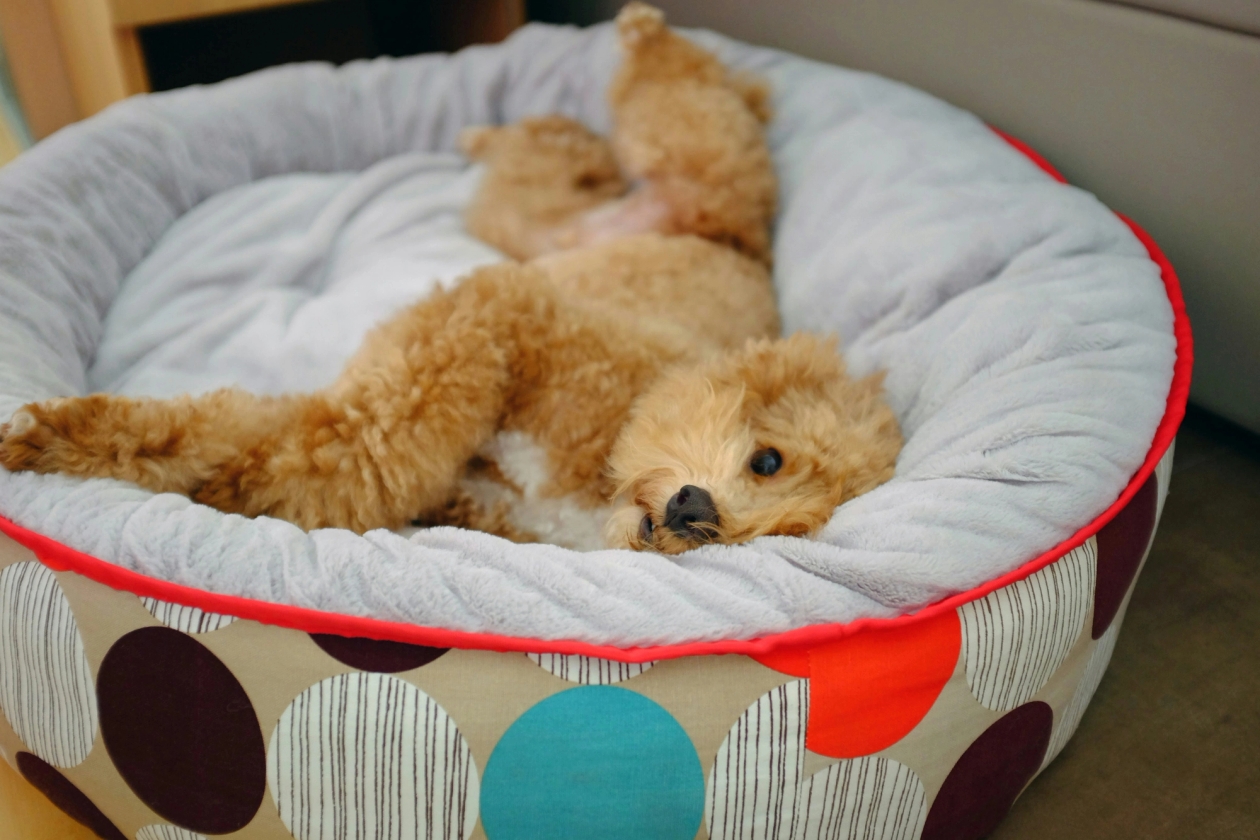 Dog laying in a donut bed