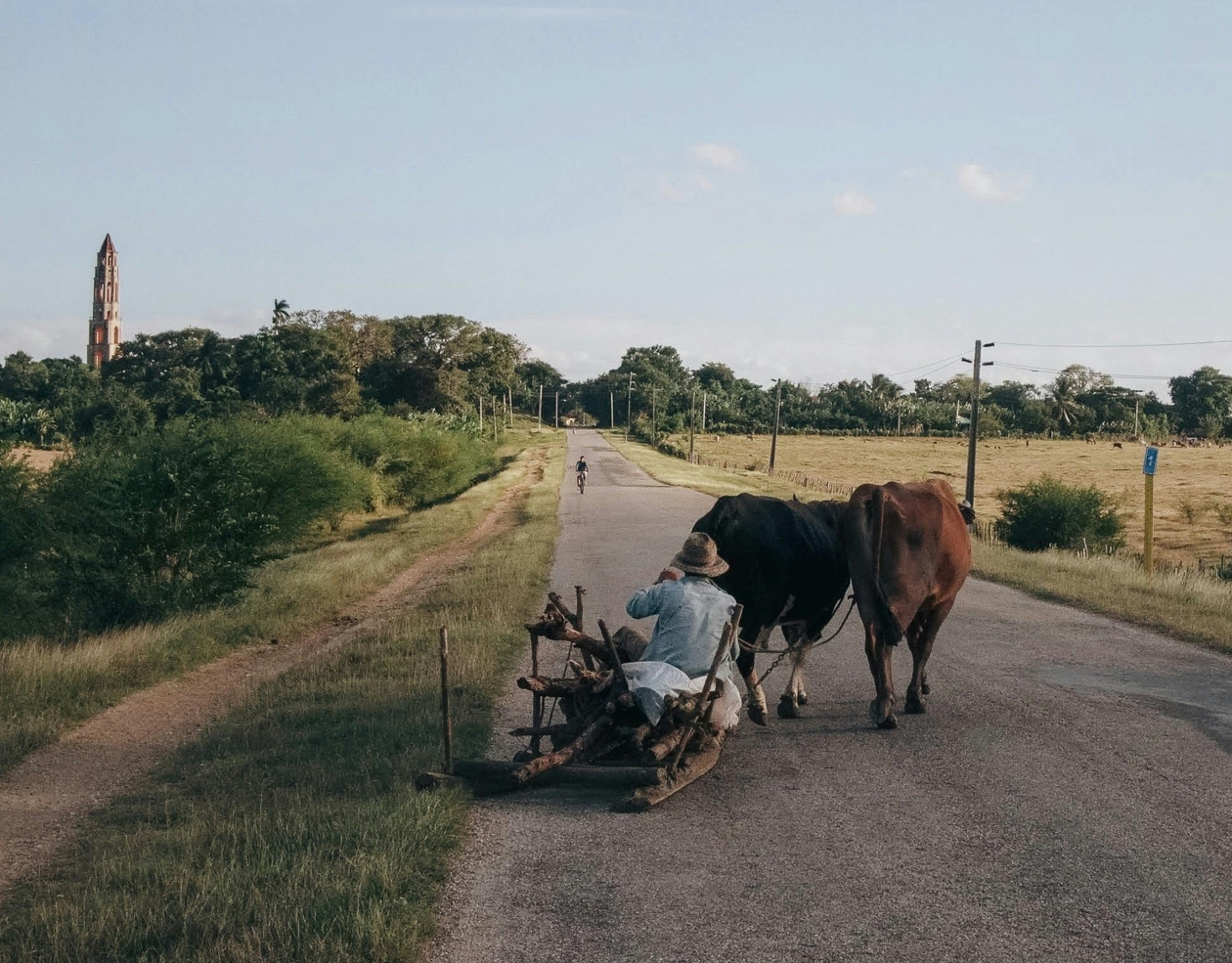 Oxen bullocks pulling sled