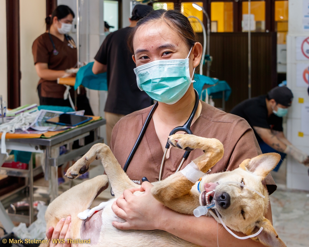 A Thai woman holding a dog who has just had an operation