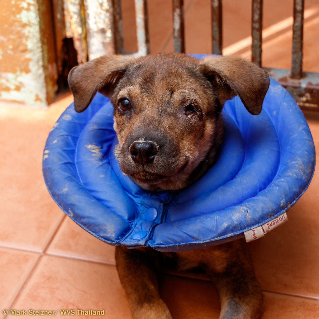 A young brown puppy with one eye and a buster collar on