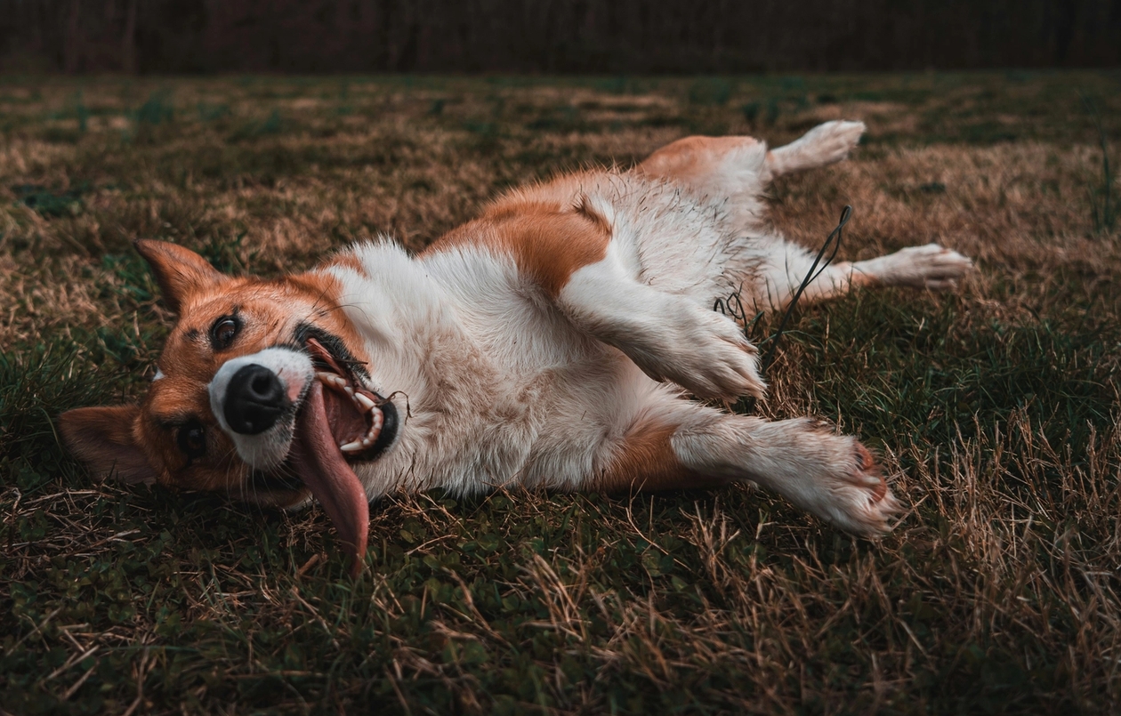 dog rolling in the grass