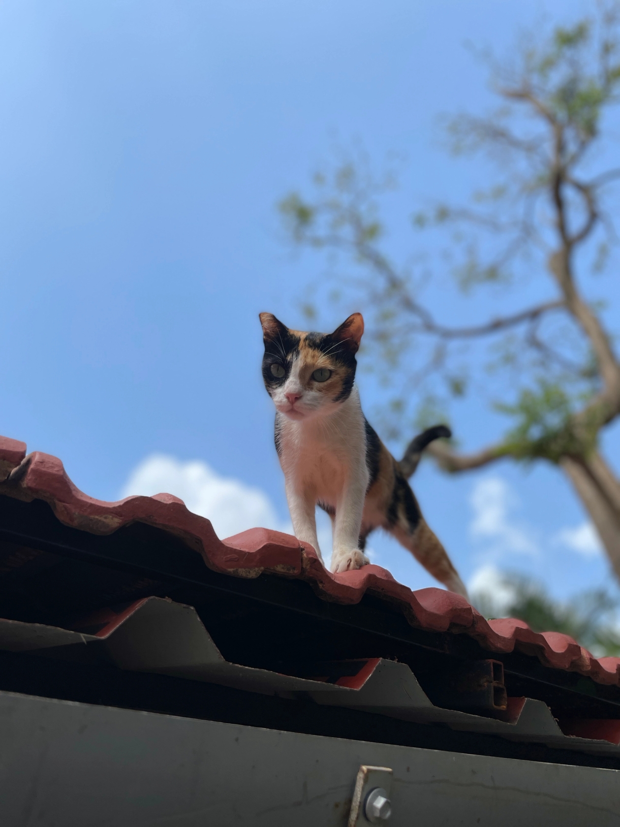 A calico cat called Cali climbs on a roof at the WVS centre in Goa, India